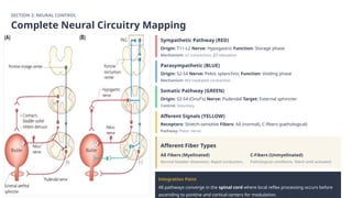 urinary bladder _ (2).pptx by Dr Altaf feroz (final).pptx