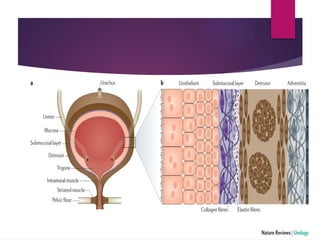 URINARY BLADDER human anatomy powerpoint | PPTX