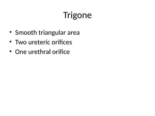 Trigone
• Smooth triangular area
• Two ureteric orifices
• One urethral orifice
 