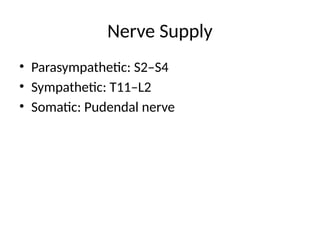 Nerve Supply
• Parasympathetic: S2–S4
• Sympathetic: T11–L2
• Somatic: Pudendal nerve
 