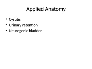 Applied Anatomy
• Cystitis
• Urinary retention
• Neurogenic bladder
 