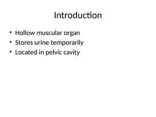 Introduction
• Hollow muscular organ
• Stores urine temporarily
• Located in pelvic cavity
 