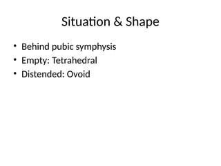 Situation & Shape
• Behind pubic symphysis
• Empty: Tetrahedral
• Distended: Ovoid
 