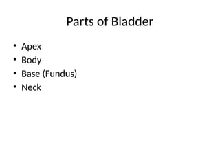 Parts of Bladder
• Apex
• Body
• Base (Fundus)
• Neck
 