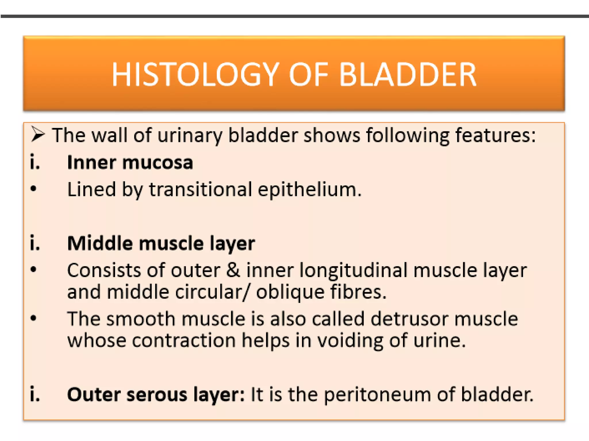 Urinary bladder anatomy and physiology | PPTX