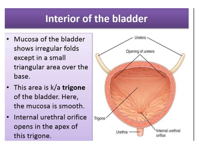 Urinary bladder anatomy and physiology | PPTX | Brain and Nervous ...
