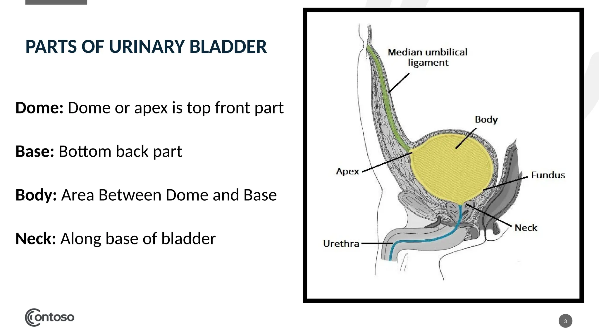 Urinary Bladder And Prostate Anatomy Ppt pptx