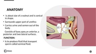 ANATOMY
• is about size of a walnut and is conical
in shape.
• Surrounds upper part of urethra
• Carries urine and semen out of the
body.
Consists of base,apex,an anterior, a
posterior and two lateral surfaces.
FUNCTION:
• Is to produce fluid that transport
sperm called seminal fluid.
13
 