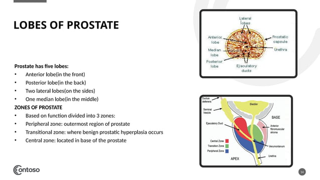 Anatomy visual data 5