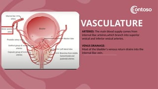 VASCULATURE
ARTERIES: The main blood supply comes from
internal iliac arteires,which branch into superior
vesical and inferior vesical arteries.
VENUS DRAINAGE:
Most of the bladder’s venous return drains into the
internal iliac vein.
 