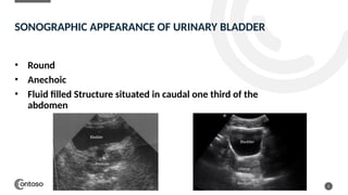 SONOGRAPHIC APPEARANCE OF URINARY BLADDER
5
• Round
• Anechoic
• Fluid filled Structure situated in caudal one third of the
abdomen
 