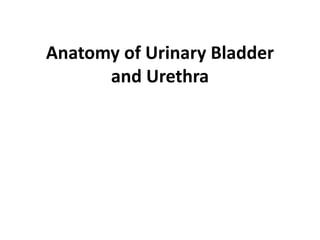 Anatomy of Urinary Bladder
and Urethra
 
