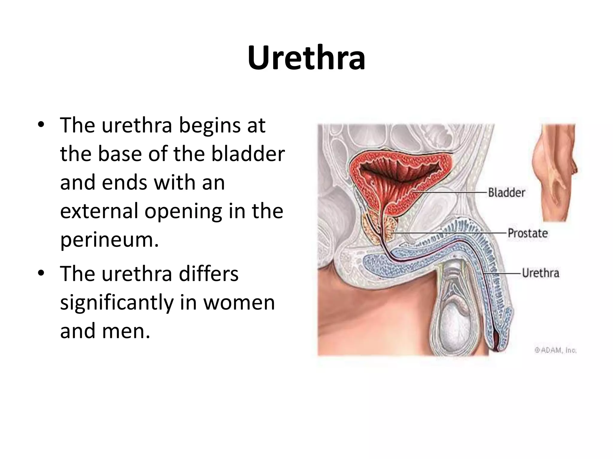 UrethraThe urethra begins at the base of the bladder and ends with an external opening in the perineum.The urethra differs significantly in women and men.