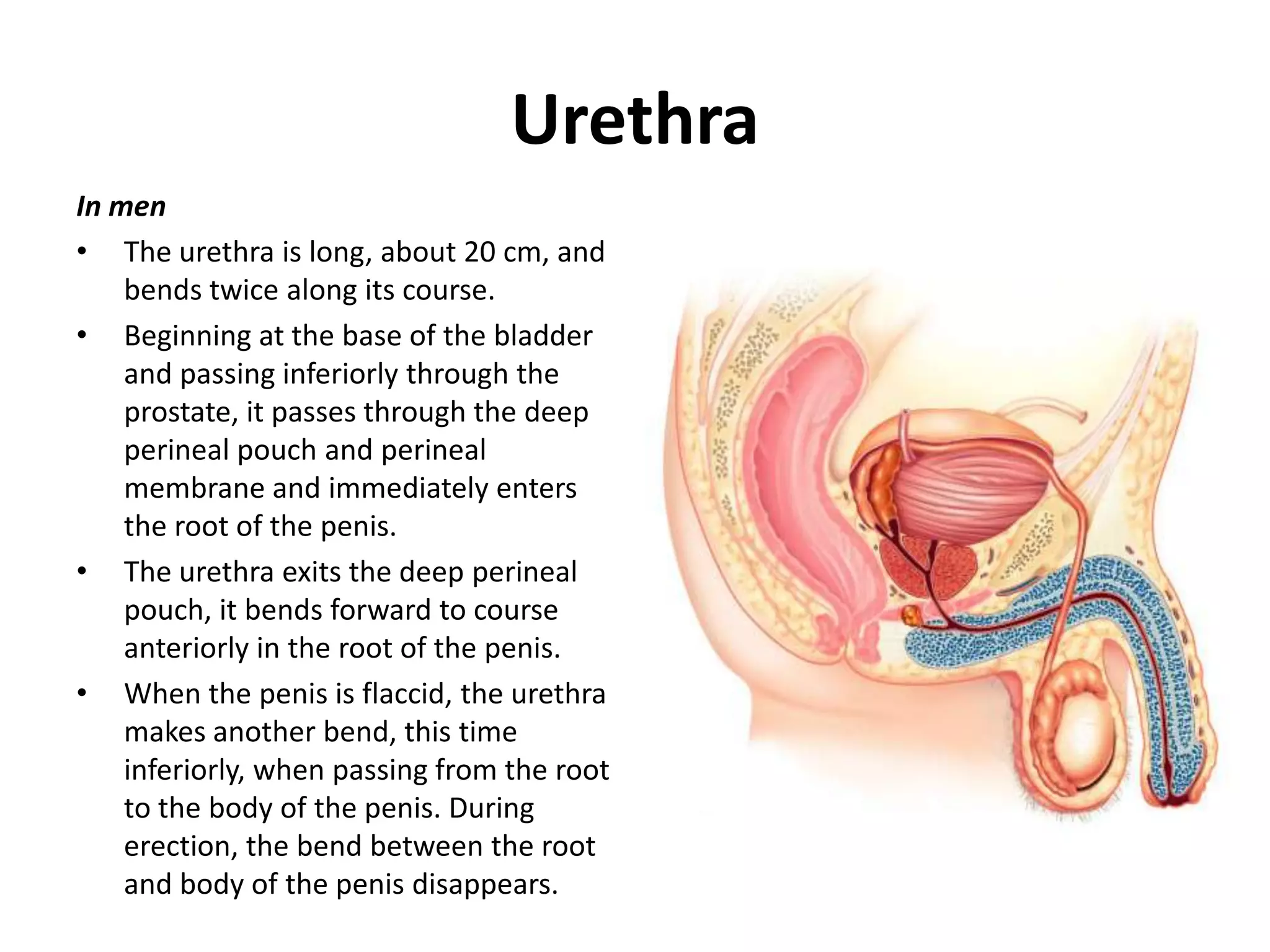 UrethraIn menThe urethra is long, about 20 cm, and bends twice along its course.Beginning at the base of the bladder and passing inferiorly through the prostate, it passes through the deep perineal pouch and perineal membrane and immediately enters the root of the penis.The urethra exits the deep perineal pouch, it bends forward to course anteriorly in the root of the penis. When the penis is flaccid, the urethra makes another bend, this time inferiorly, when passing from the root to the body of the penis. During erection, the bend between the root and body of the penis disappears.