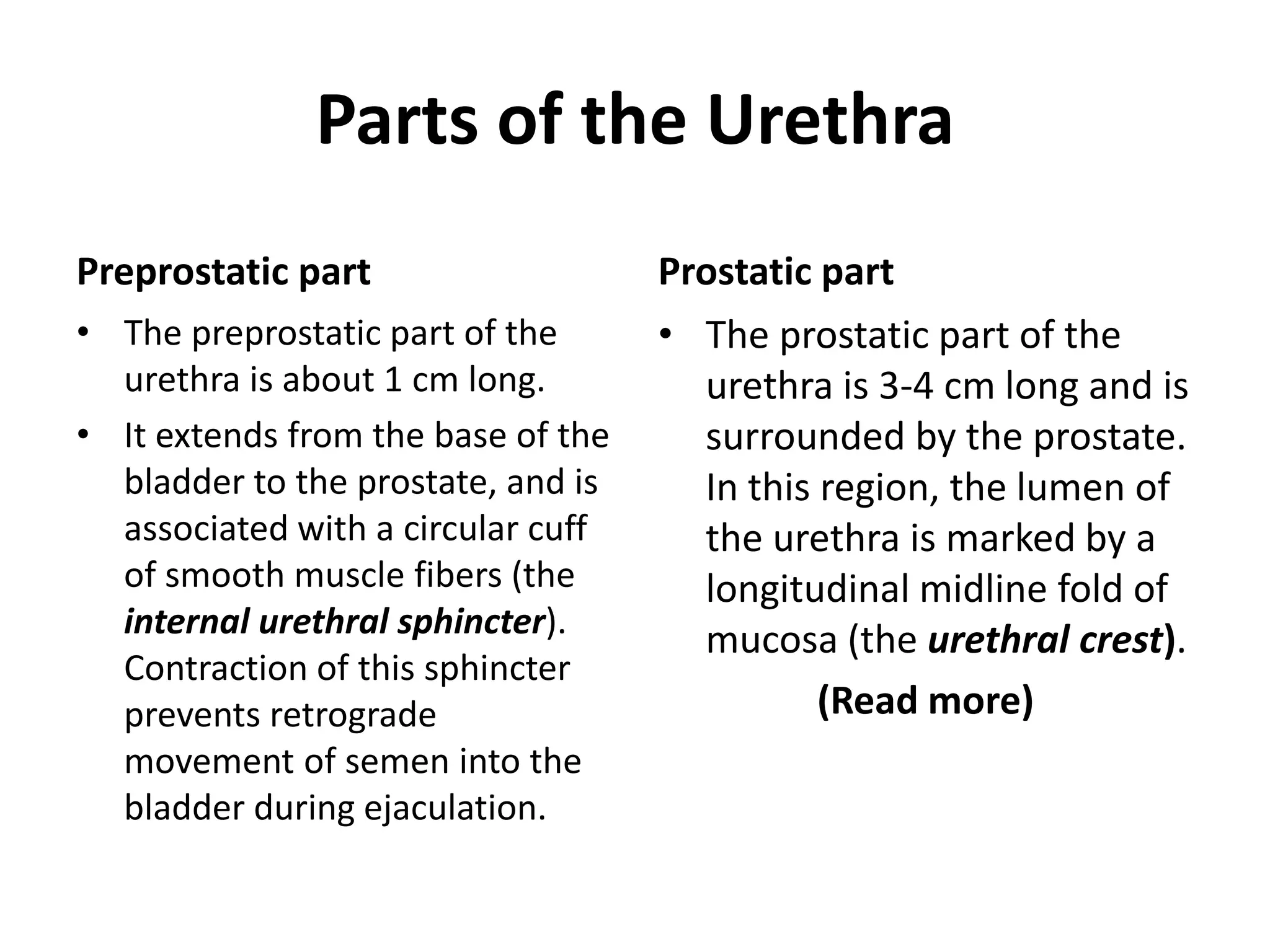 Parts of the Urethra Preprostatic part The preprostatic part of the urethra is about 1 cm long.It extends from the base of the bladder to the prostate, and is associated with a circular cuff of smooth muscle fibers (the internal urethral sphincter). Contraction of this sphincter prevents retrograde movement of semen into the bladder during ejaculation.Prostatic partThe prostatic part of the urethra is 3-4 cm long and is surrounded by the prostate. In this region, the lumen of the urethra is marked by a longitudinal midline fold of mucosa (the urethral crest).(Read more) 