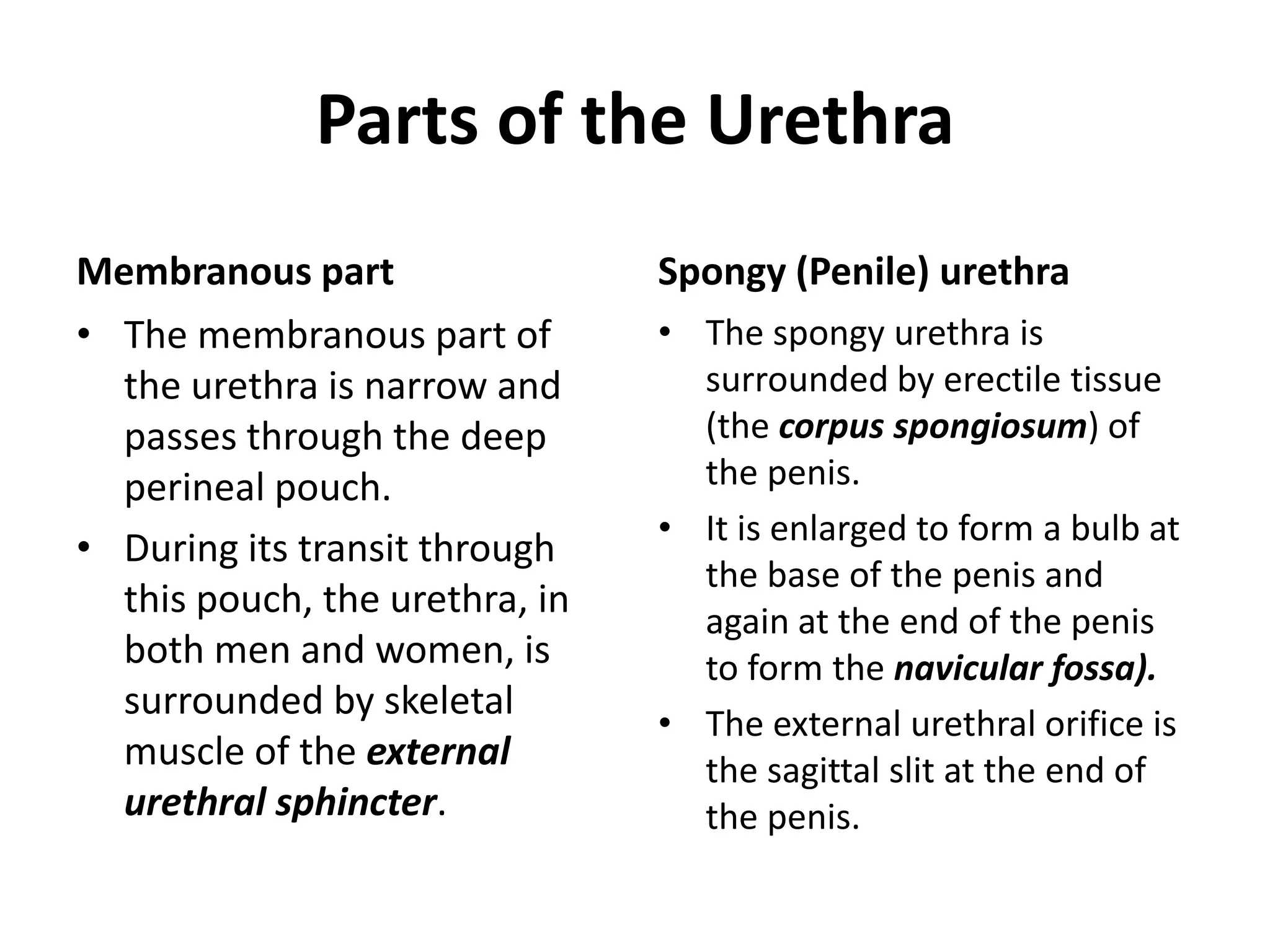 Parts of the Urethra Membranous partThe membranous part of the urethra is narrow and passes through the deep perineal pouch.During its transit through this pouch, the urethra, in both men and women, is surrounded by skeletal muscle of the external urethral sphincter.Spongy (Penile) urethraThe spongy urethra is surrounded by erectile tissue (the corpus spongiosum) of the penis. It is enlarged to form a bulb at the base of the penis and again at the end of the penis to form the navicularfossa).The external urethral orifice is the sagittal slit at the end of the penis.