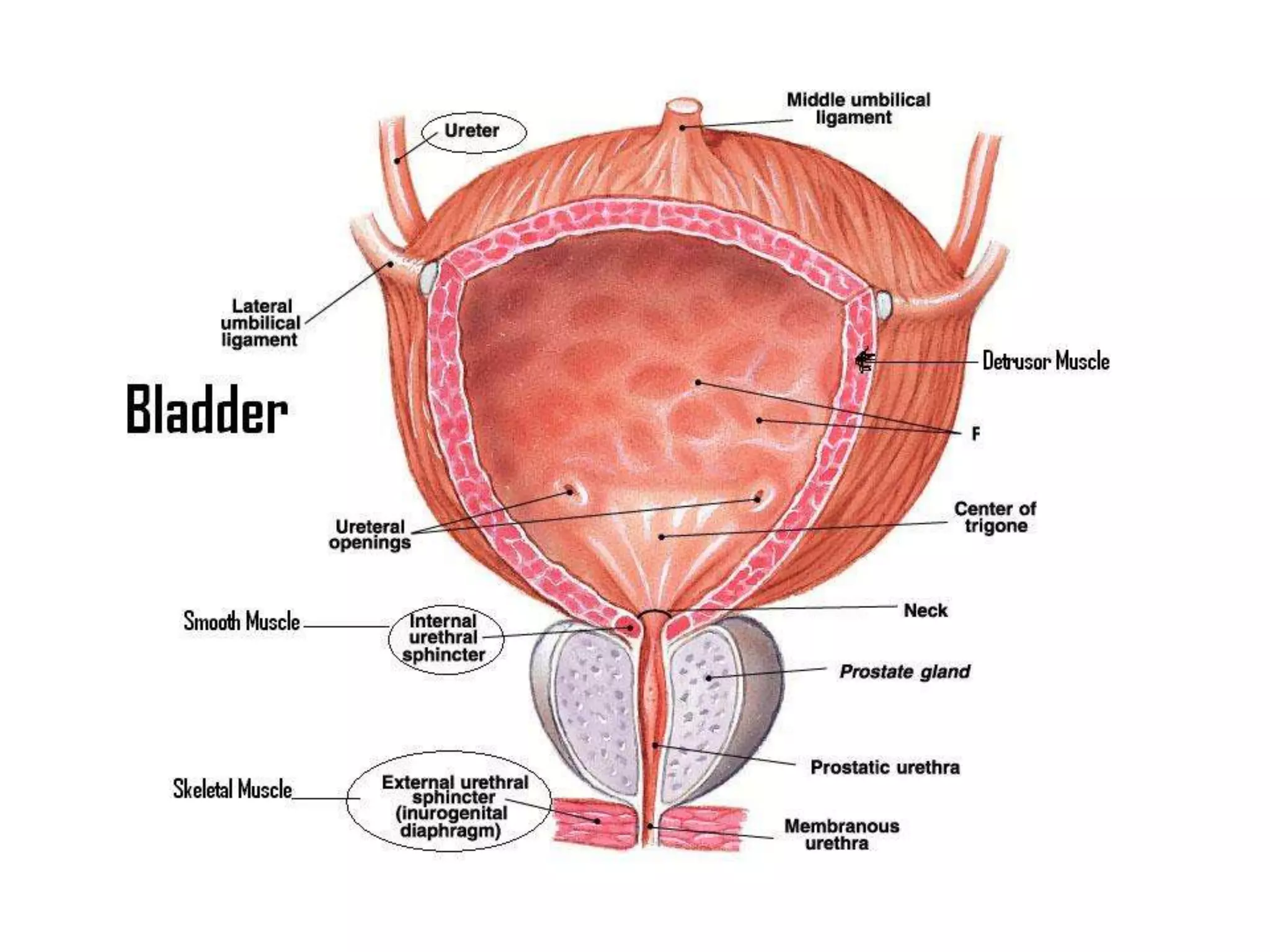Urinary bladder  and urethra