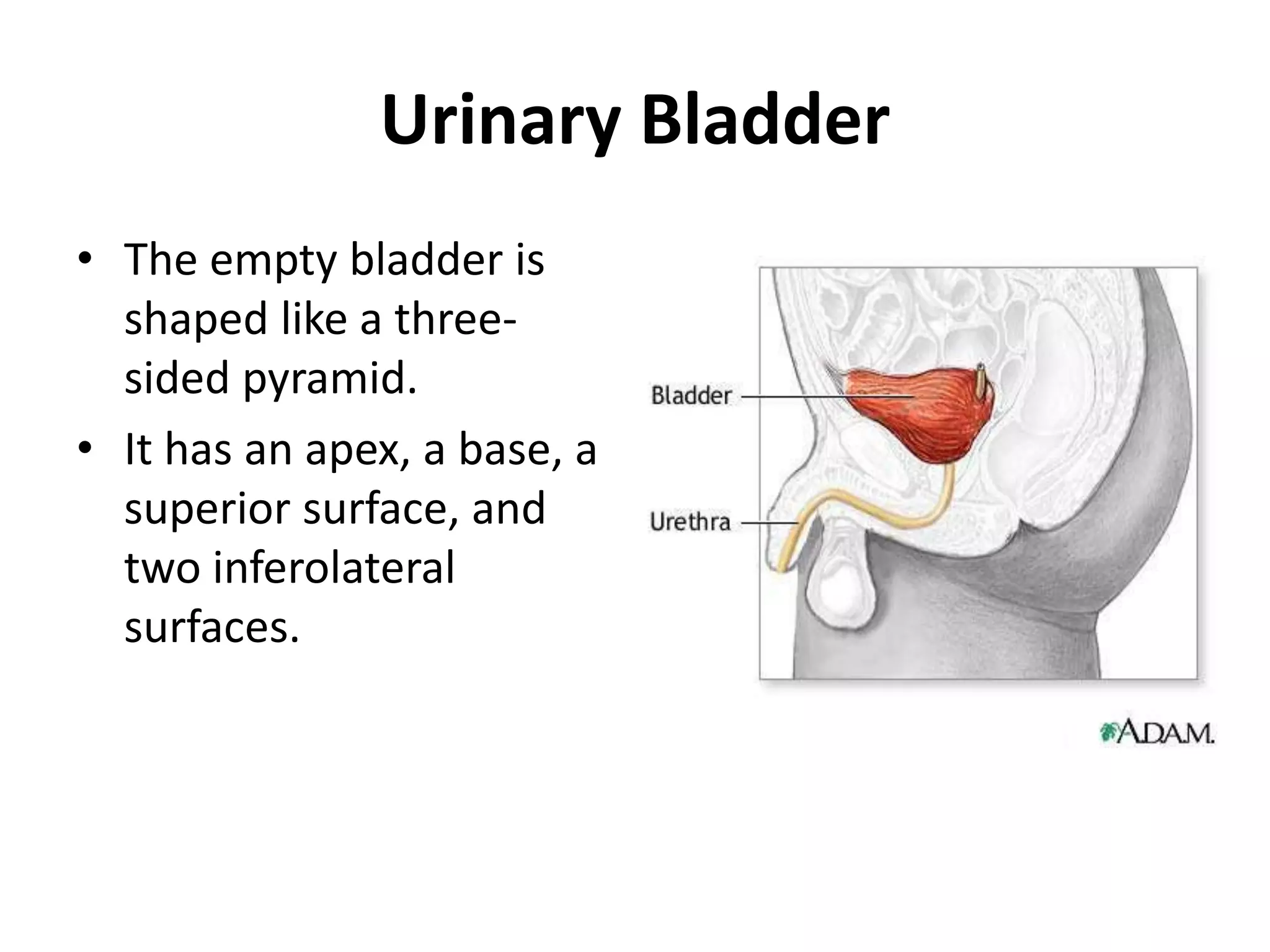 Urinary Bladder The empty bladder is shaped like a three-sided pyramid.It has an apex, a base, a superior surface, and two inferolateral surfaces.