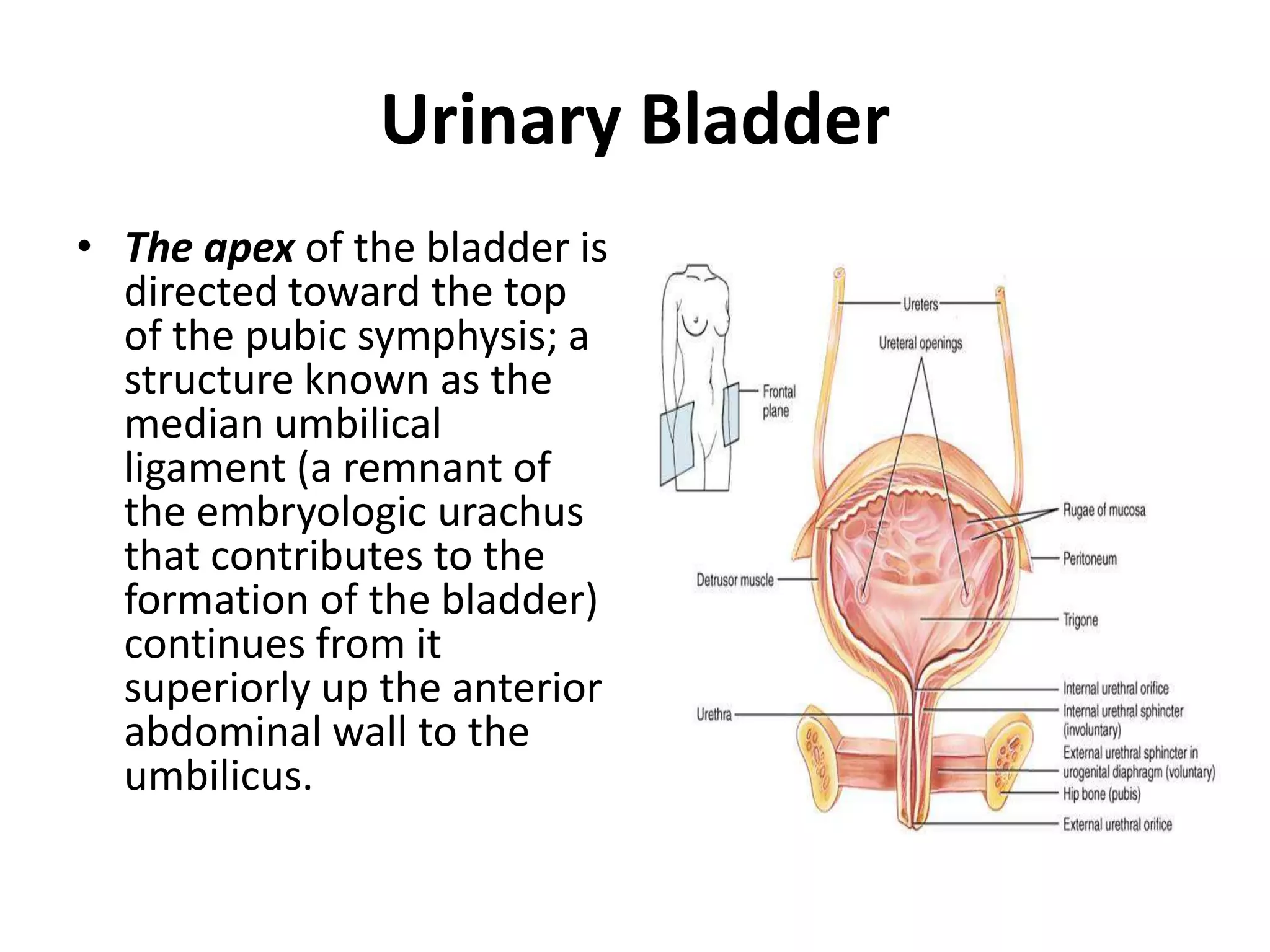 Urinary Bladder The apex of the bladder is directed toward the top of the pubic symphysis; a structure known as the median umbilical ligament (a remnant of the embryologic urachus that contributes to the formation of the bladder) continues from it superiorly up the anterior abdominal wall to the umbilicus.