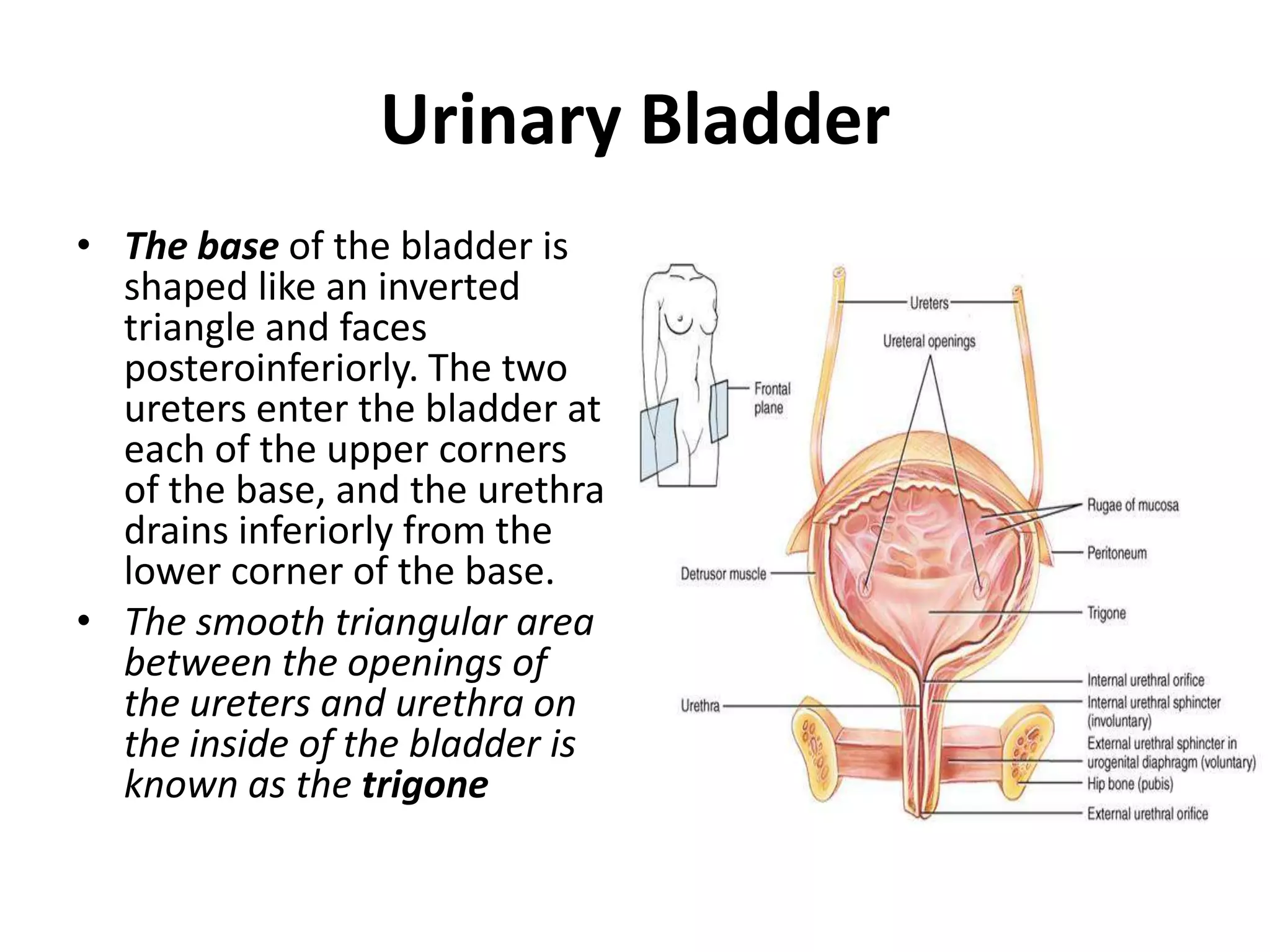 Urinary Bladder The base of the bladder is shaped like an inverted triangle and faces posteroinferiorly. The two ureters enter the bladder at each of the upper corners of the base, and the urethra drains inferiorly from the lower corner of the base. The smooth triangular area between the openings of the ureters and urethra on the inside of the bladder is known as the trigone