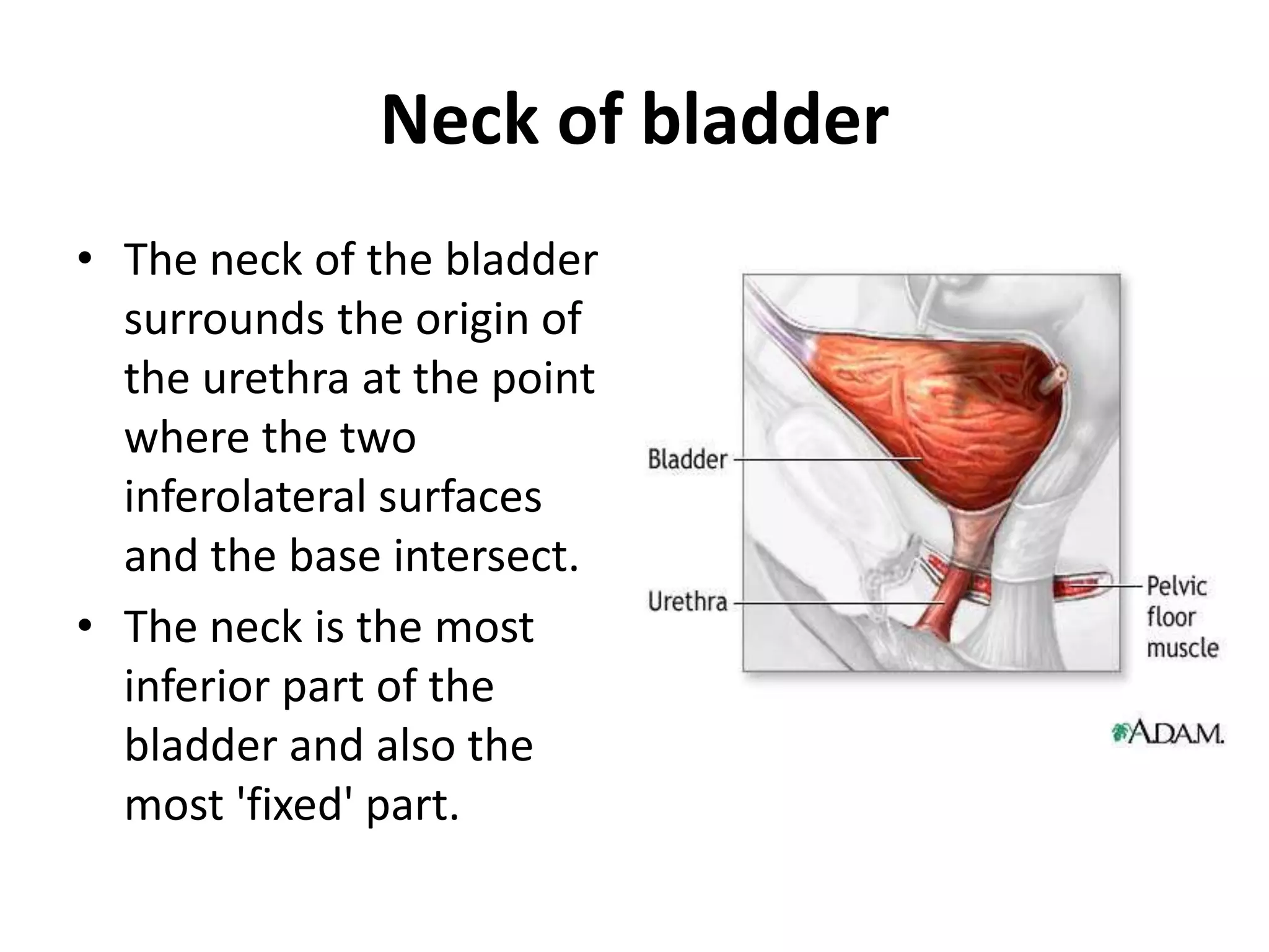 Neck of bladder The neck of the bladder surrounds the origin of the urethra at the point where the two inferolateral surfaces and the base intersect.The neck is the most inferior part of the bladder and also the most 'fixed' part.