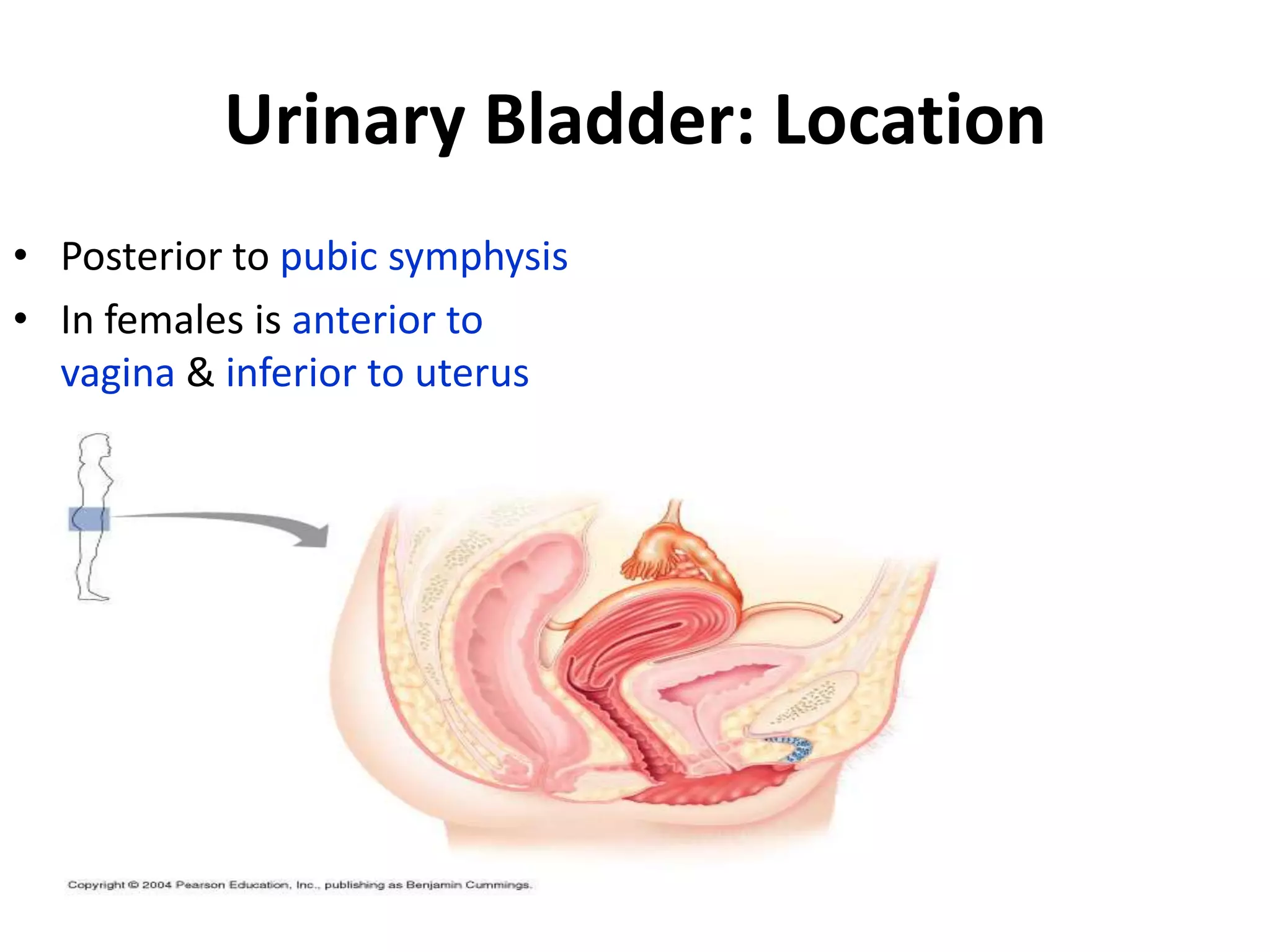 Urinary Bladder: LocationPosterior to pubic symphysisIn females is anterior to vagina & inferior to uterus