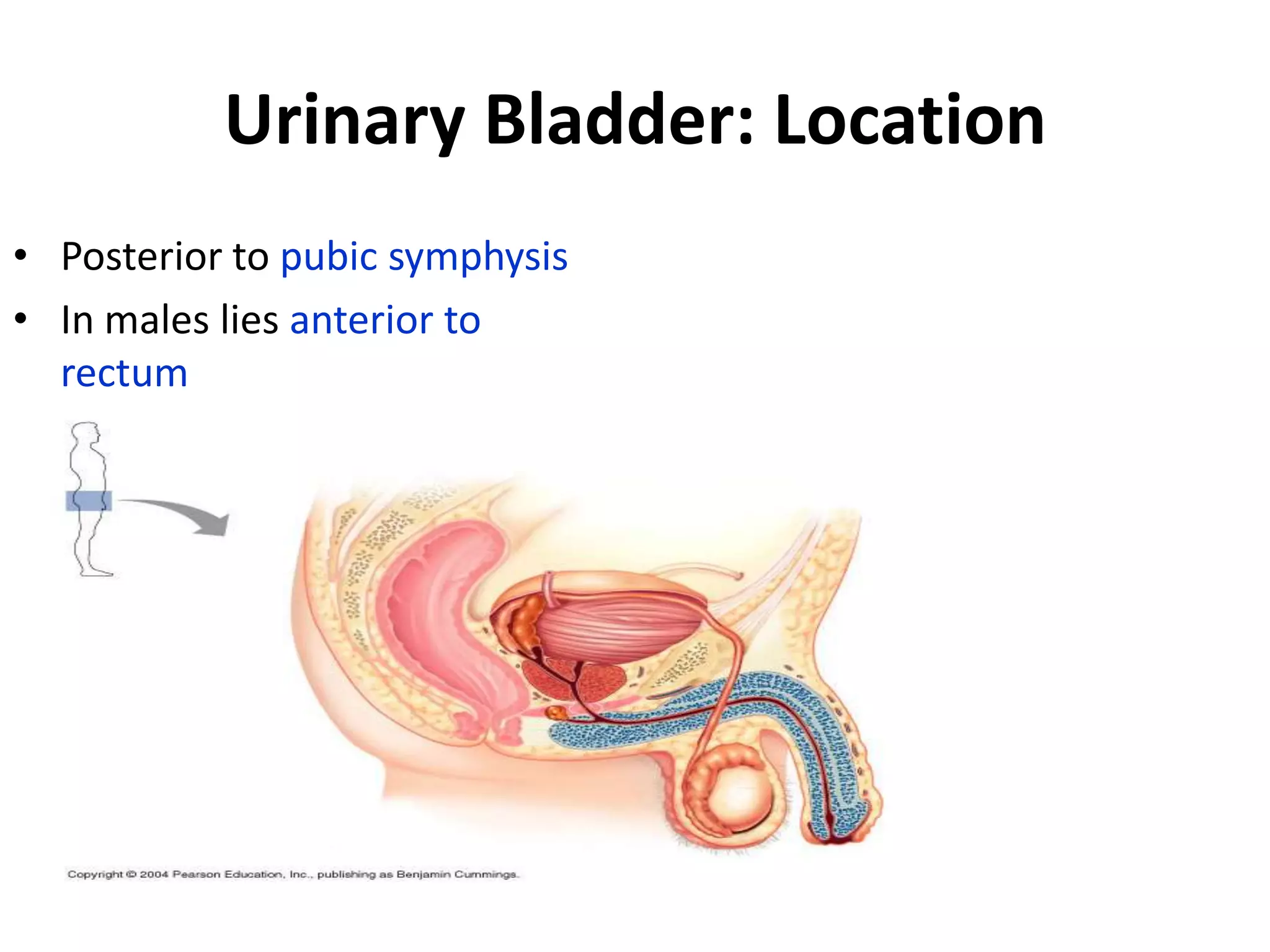 Urinary Bladder: LocationPosterior to pubic symphysisIn males lies anterior to rectum