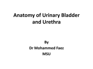 Anatomy of Urinary Bladder  and Urethra By  Dr Mohammed Faez MSU 