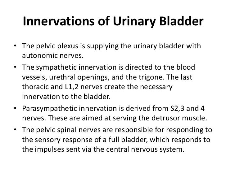 Urinary bladder and urethra