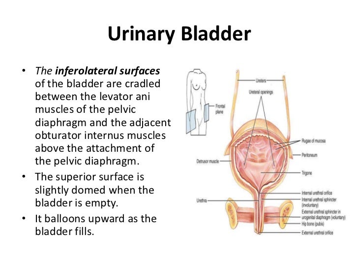 Urinary bladder and urethra