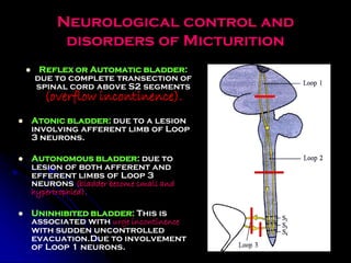 Comprehensive Anatomy and Clinical Insights on the Urinary Bladder | PDF