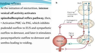 Reflex Bladder Urinary bladder dysfunction in neurosuregry | PPTX