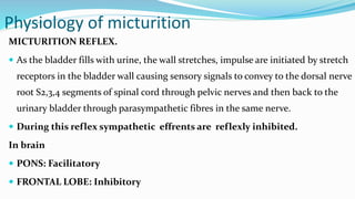 Storage reflexes
-Distention of bladder produces low-level
bladder afferent firing.
-This in turn stimulates the symp outf...