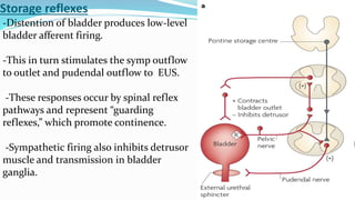 Neuroanatomy of bladder control
Cortical control
 Antero medial frontal lobes involved in voluntary initiation and
inhibi...