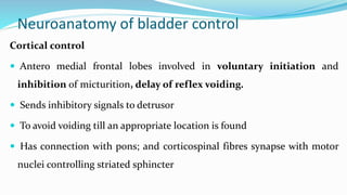 Pontine Micturition Center
 Bladder filling  detrusor muscle
stretch receptors  signal to the
pons  Frontal lobe
 Per...