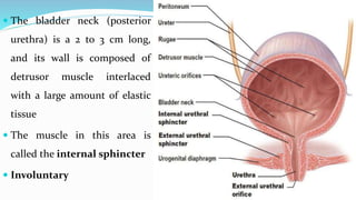  The bladder neck (posterior
urethra) is a 2 to 3 cm long,
and its wall is composed of
detrusor muscle interlaced
with a ...
