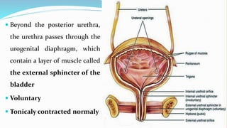  Beyond the posterior urethra,
the urethra passes through the
urogenital diaphragm, which
contain a layer of muscle calle...