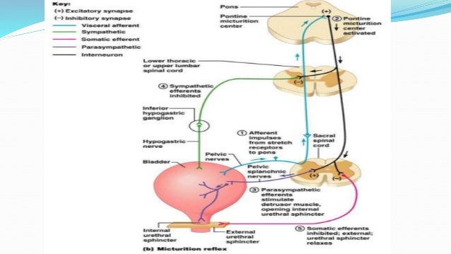 Urinary bladder dysfunction in neurosuregry