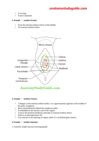 Urinary Bladder Female And Male | PDF