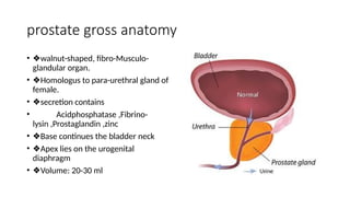 surgical anatomy of urinary bladder, prostate, urethra.pptx