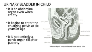 Urinary bladder, rectum and anal canal.pptx