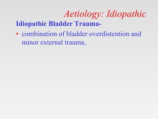 Aetiology: Idiopathic
Idiopathic Bladder Trauma-
• combination of bladder overdistention and
minor external trauma,
 