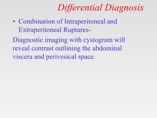 Differential Diagnosis
• Combination of Intraperitoneal and
Extraperitoneal Ruptures-
Diagnostic imaging with cystogram will
reveal contrast outlining the abdominal
viscera and perivesical space.
 