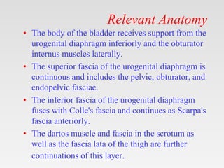 Relevant Anatomy
• The body of the bladder receives support from the
urogenital diaphragm inferiorly and the obturator
internus muscles laterally.
• The superior fascia of the urogenital diaphragm is
continuous and includes the pelvic, obturator, and
endopelvic fasciae.
• The inferior fascia of the urogenital diaphragm
fuses with Colle's fascia and continues as Scarpa's
fascia anteriorly.
• The dartos muscle and fascia in the scrotum as
well as the fascia lata of the thigh are further
continuations of this layer.
 