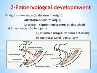 2-Emberyologcal developmwent
Hindgut -------cloaca (endoderm in origin)
Allantois(endoderm origin)
Urorectal septum (mesoderm origin) which
divid the cloaca into two parts
a) primitive urogenital sinus anteriorly
b) anorectal canal posteriorly
 