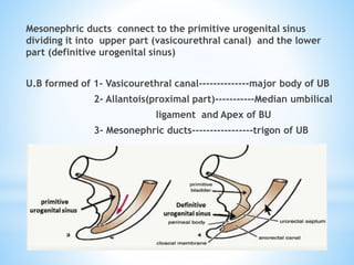 Mesonephric ducts connect to the primitive urogenital sinus
dividing it into upper part (vasicourethral canal) and the lower
part (definitive urogenital sinus)
U.B formed of 1- Vasicourethral canal--------------major body of UB
2- Allantois(proximal part)-----------Median umbilical
ligament and Apex of BU
3- Mesonephric ducts-----------------trigon of UB
 