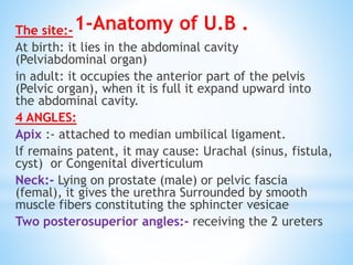 The site:-
At birth: it lies in the abdominal cavity
(Pelviabdominal organ)
in adult: it occupies the anterior part of the pelvis
(Pelvic organ), when it is full it expand upward into
the abdominal cavity.
4 ANGLES:
Apix :- attached to median umbilical ligament.
lf remains patent, it may cause: Urachal (sinus, fistula,
cyst) or Congenital diverticulum
Neck:- Lying on prostate (male) or pelvic fascia
(femal), it gives the urethra Surrounded by smooth
muscle fibers constituting the sphincter vesicae
Two posterosuperior angles:- receiving the 2 ureters
1-Anatomy of U.B .
 