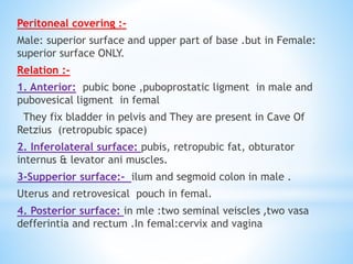 Peritoneal covering :-
Male: superior surface and upper part of base .but in Female:
superior surface ONLY.
Relation :-
1. Anterior: pubic bone ,puboprostatic ligment in male and
pubovesical ligment in femal
They fix bladder in pelvis and They are present in Cave Of
Retzius (retropubic space)
2. Inferolateral surface: pubis, retropubic fat, obturator
internus & levator ani muscles.
3-Supperior surface:- ilum and segmoid colon in male .
Uterus and retrovesical pouch in femal.
4. Posterior surface: in mle :two seminal veiscles ,two vasa
defferintia and rectum .In femal:cervix and vagina
 