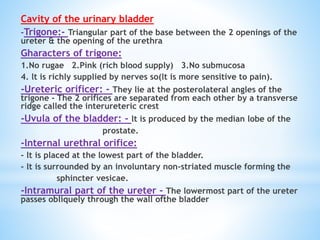 Cavity of the urinary bladder
-Trigone:- Triangular part of the base between the 2 openings of the
ureter & the opening of the urethra
Gharacters of trigone:
1.No rugae 2.Pink (rich blood supply) 3.No submucosa
4. lt is richly supplied by nerves so(lt is more sensitive to pain).
-Ureteric orificer: - They lie at the posterolateral angles of the
trigone - The 2 orifices are separated from each other by a transverse
ridge called the interureteric crest
-Uvula of the bladder: - lt is produced by the median lobe of the
prostate.
-lnternal urethral orifice:
- lt is placed at the lowest part of the bladder.
- lt is surrounded by an involuntary non-striated muscle forming the
sphincter vesicae.
-Intramural part of the ureter - The lowermost part of the ureter
passes obliquely through the wall ofthe bladder
 