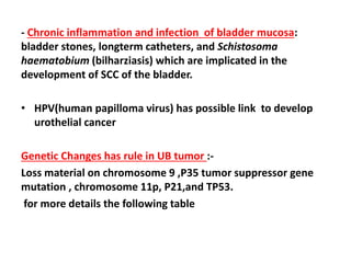 - Chronic inflammation and infection of bladder mucosa:
bladder stones, longterm catheters, and Schistosoma
haematobium (bilharziasis) which are implicated in the
development of SCC of the bladder.
• HPV(human papilloma virus) has possible link to develop
urothelial cancer
Genetic Changes has rule in UB tumor :-
Loss material on chromosome 9 ,P35 tumor suppressor gene
mutation , chromosome 11p, P21,and TP53.
for more details the following table
 